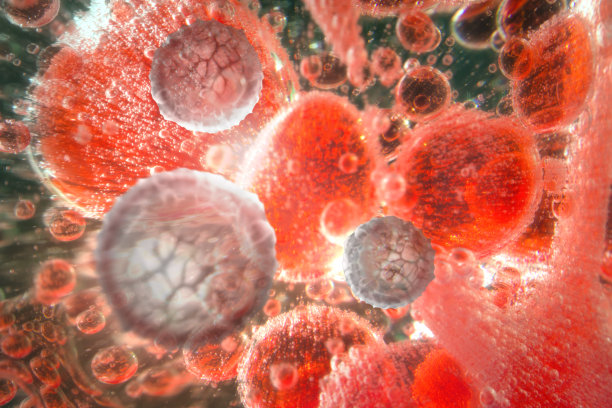 红细胞图片下载