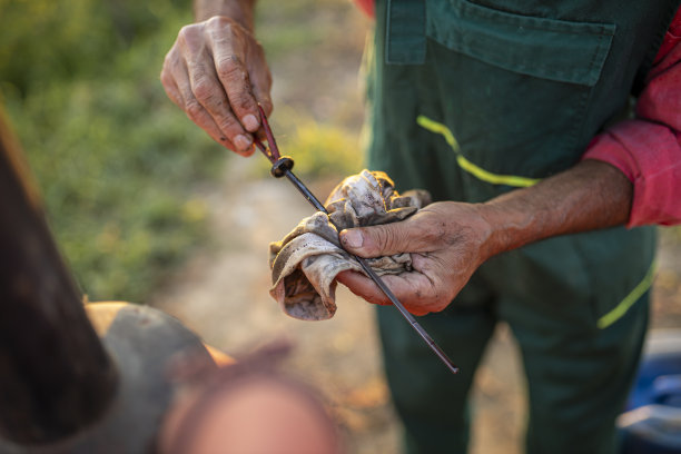 一个农民正在用一种特殊工具检查油图片下载