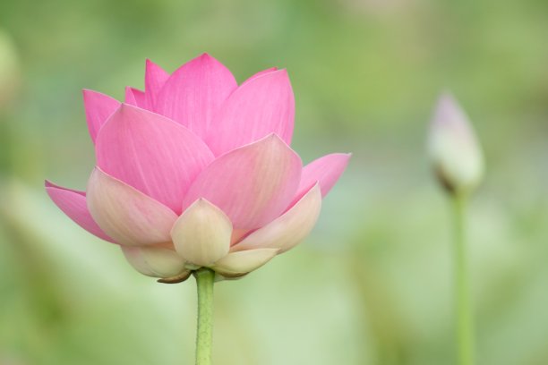 荷花在池塘中央绽放。睡莲是一种水生植物。图片下载