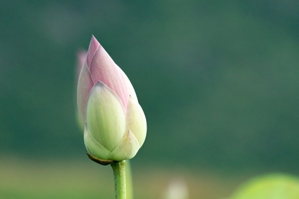 荷花含苞待放，荷花在池塘中央绽放。睡莲是一种水生植物。图片下载