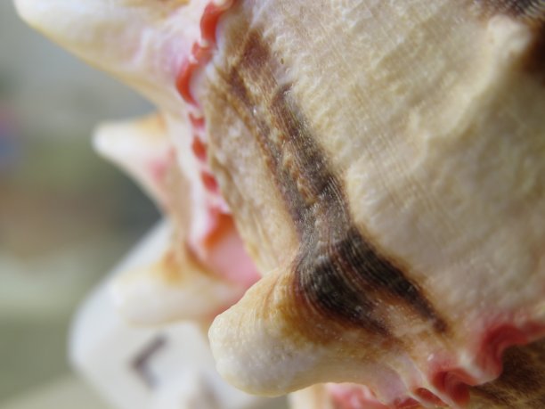 特写镜头海贝纹理图片下载