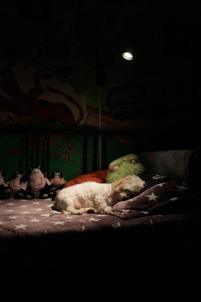 沉睡的狗图片下载