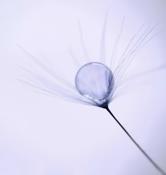 蒲公英种子的水滴图片下载