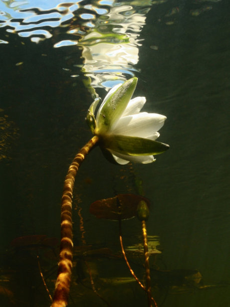 渴望阳光图片下载