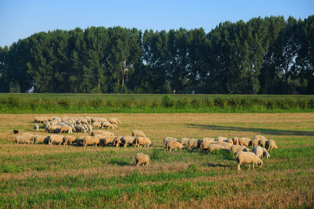 田野里的羊群图片下载