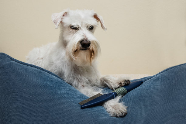 狗肖像图片下载