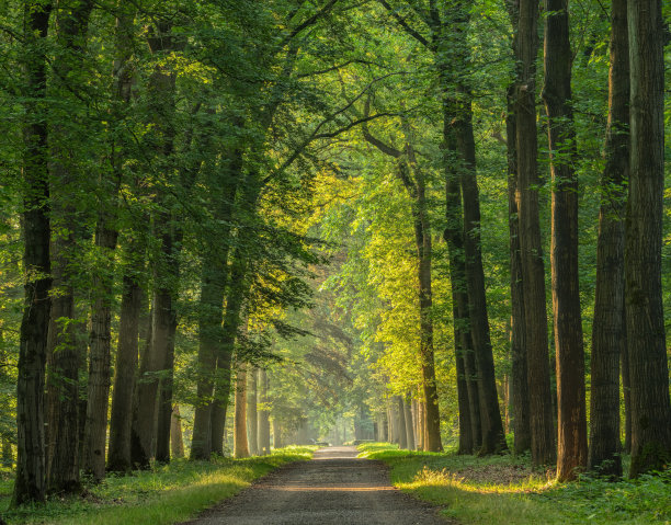 在森林里，沿着小径，像梦一样雄伟的林荫大道图片下载