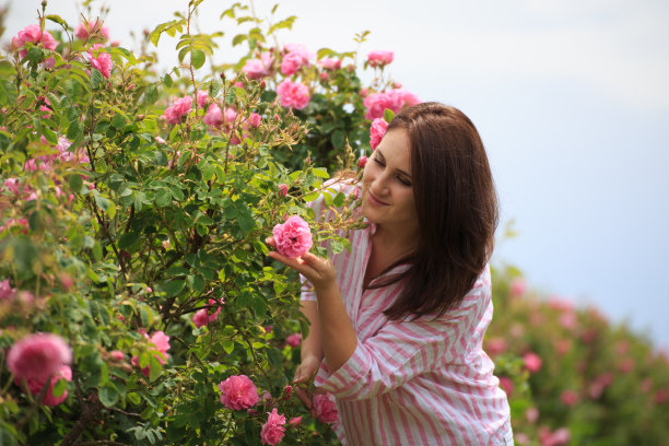 保加利亚粉色玫瑰花园里的女人图片下载