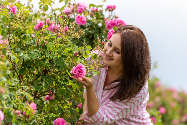 保加利亚粉色玫瑰花园里的女人图片下载