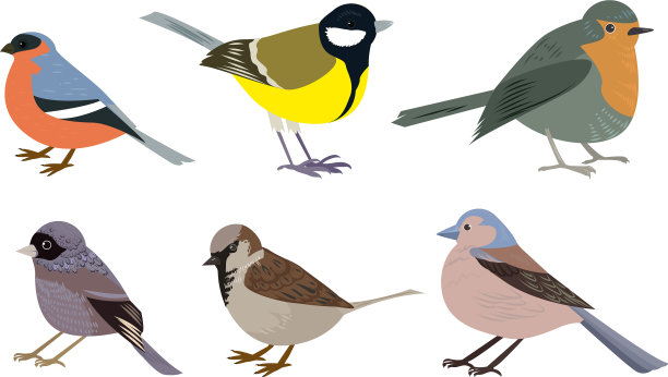 设置不同类型的小城市鸟图片下载