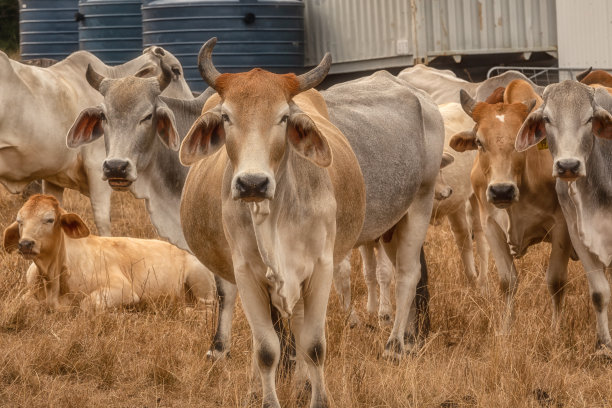 农场里的奶牛图片下载
