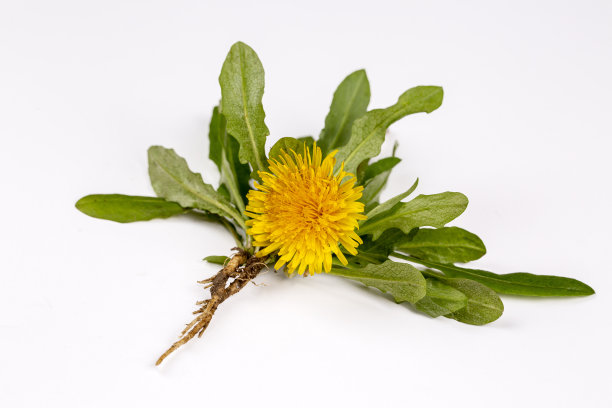 白色背景上的普通蒲公英(蒲公英属)图片下载