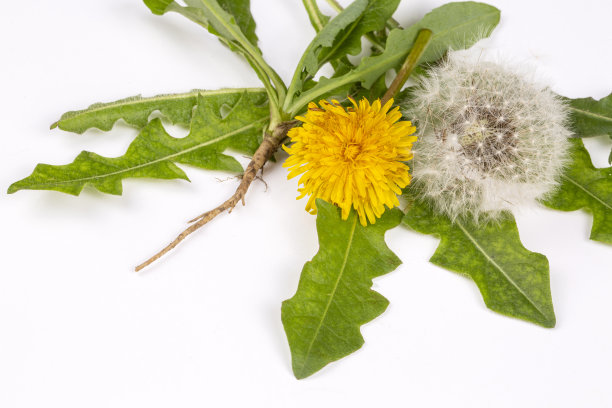 白色背景上的普通蒲公英(蒲公英属)图片下载
