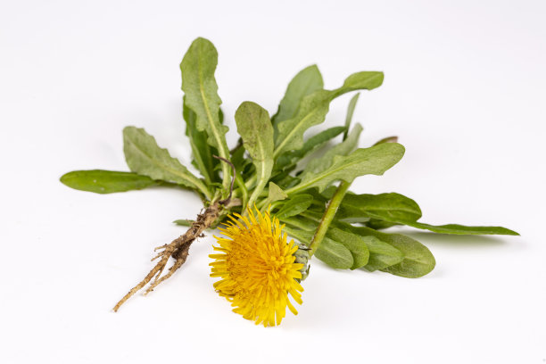 白色背景上的普通蒲公英(蒲公英属)图片下载