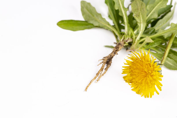 白色背景上的普通蒲公英(蒲公英属)图片下载