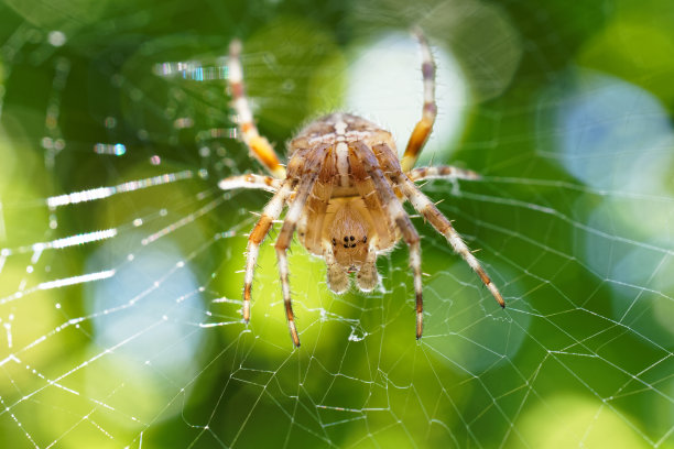 蜘蛛图片下载