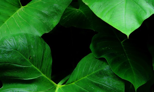 一束遮荫的椰子树叶子图片下载