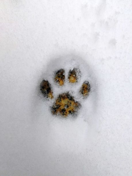 纹理浮雕的缅因猫爪在雪。在猫的爪子压在新雪下的融化的雪中，可以看到黄灰色的人行道。冬季的概念痕迹图片下载