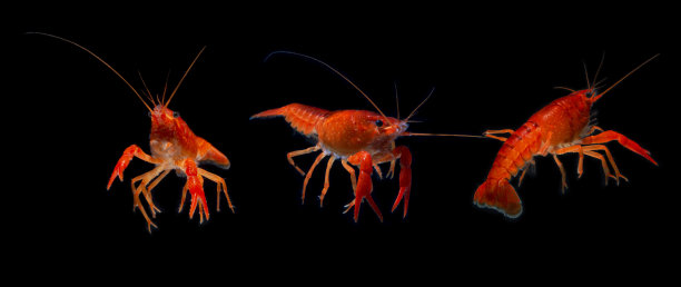 龙虾虾孤立图片下载