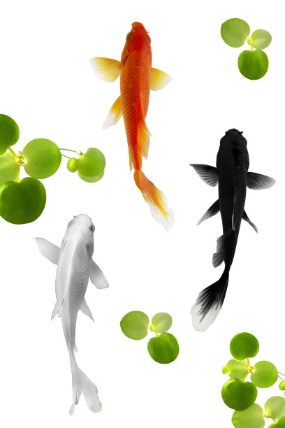 美丽锦鲤鱼俯视图图片下载