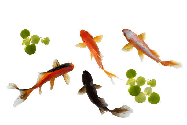 美丽锦鲤鱼俯视图图片下载