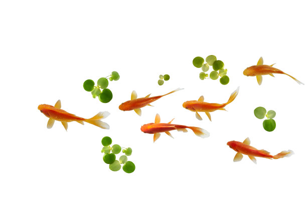 美丽锦鲤鱼俯视图图片下载