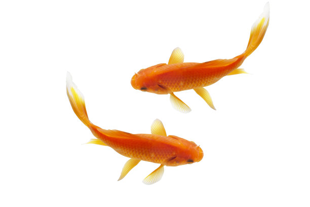 美丽锦鲤鱼俯视图图片下载