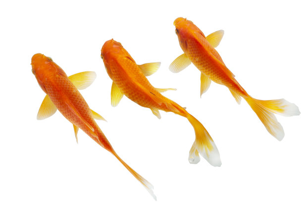 美丽锦鲤鱼俯视图图片下载