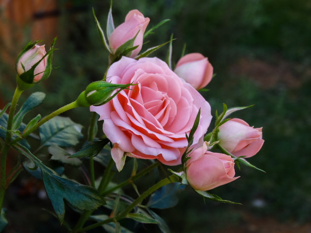 粉红迷你玫瑰花蕾图片下载