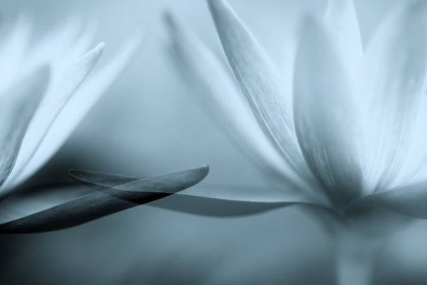 荷花、睡莲、蓝色调双重曝光图片下载