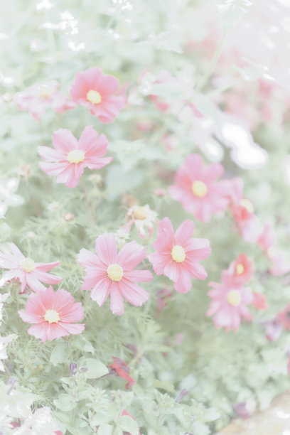 花朵作为壁纸图片下载