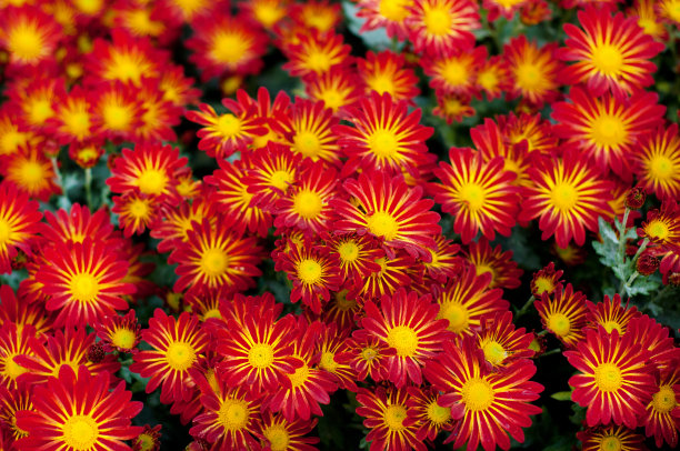 近距离照片的红色菊花灌木与黄色的中心。秋天的菊花丛中。花园里种植物，种花。图片下载
