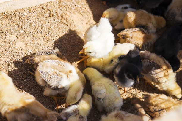 笼子里五颜六色的小鸡图片下载
