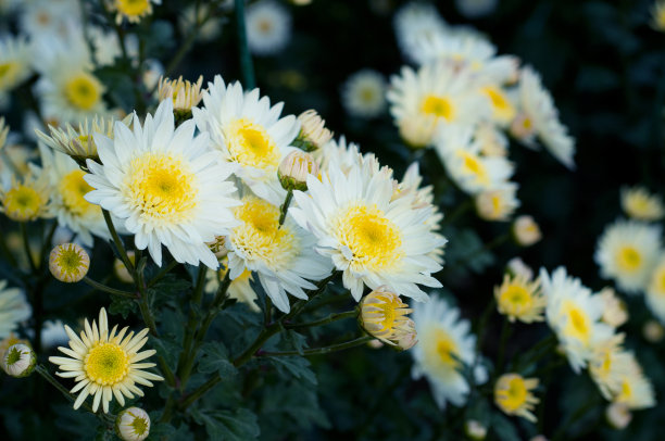 近距离的照片一丛白色菊花与黄色的中心。秋天的菊花丛中。花园里种植物，种花图片下载