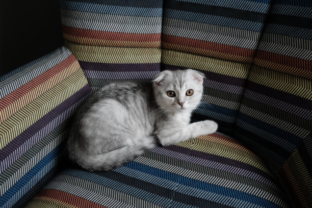 猫躺在沙发上图片下载