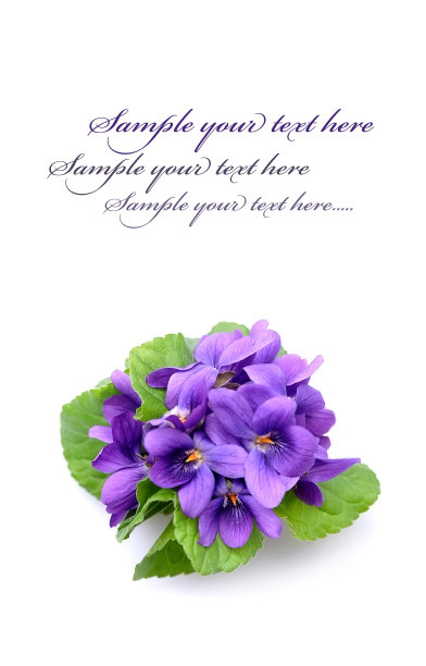 紫罗兰花图片下载