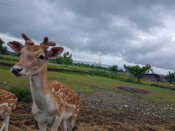 小鹿近距离站在草地上图片下载