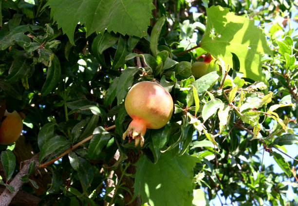 有机石榴树上的果实图片下载
