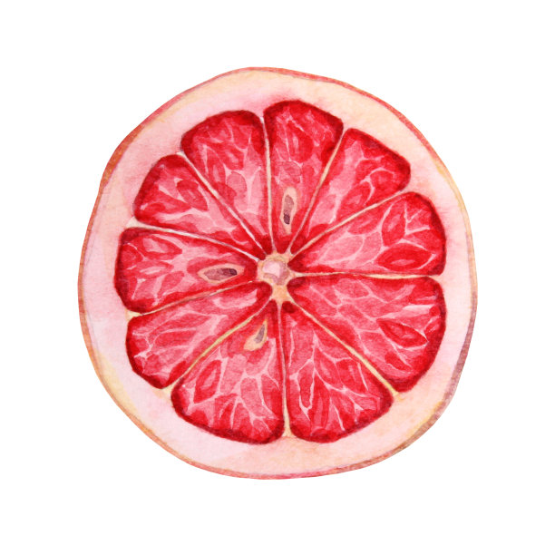 水彩手绘切片红柚子孤立在白色的背景图片下载