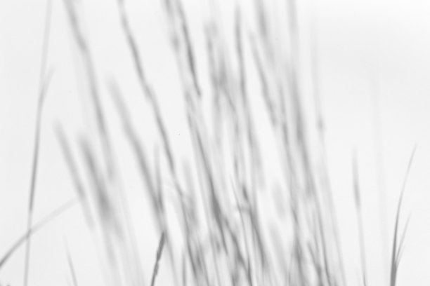 阴影叠加效果的照片。在阳光下，白色干净的墙壁上有草和植物的影子图片下载