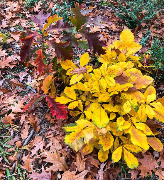 秋天树叶颜色图片下载