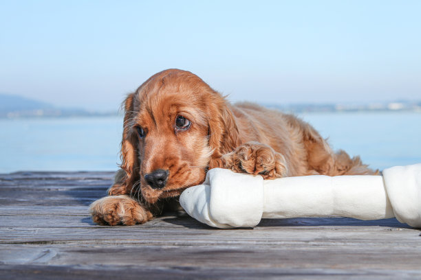 金毛小狗在户外玩耍。玩骨头图片下载