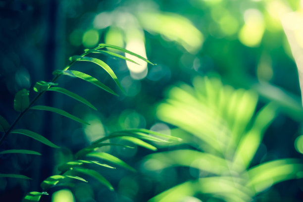 近距离的绿叶自然视图和柔和的阳光在模糊的绿色植物背景在森林复制空间使用的背景自然绿色植物景观，生态，新鲜的壁纸概念。图片下载