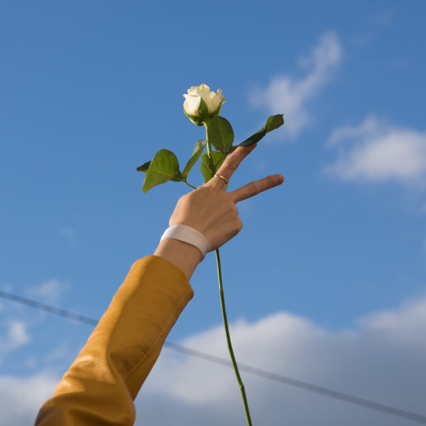 手与白色丝带和白色玫瑰在天空的背景图片下载