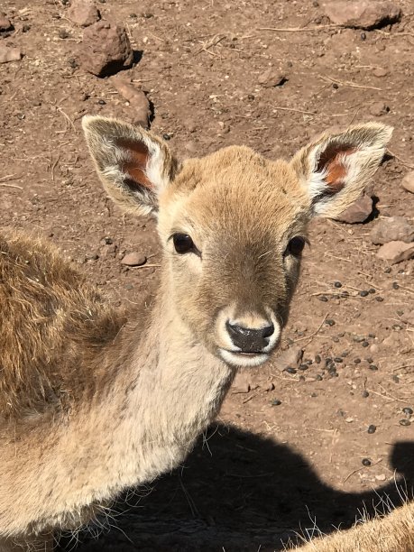 鹿的肖像图片下载