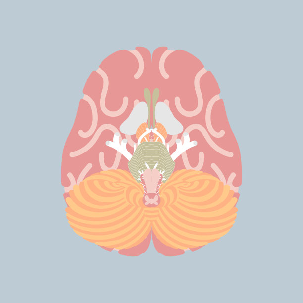人的大脑，内脏器官解剖身体的一部分神经系统图片下载