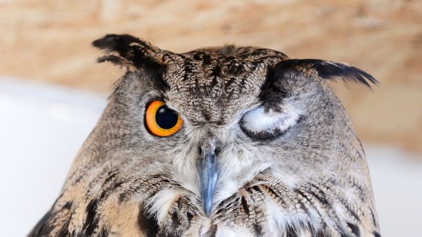欧亚鹰鸮，一只眼睛闭着图片下载