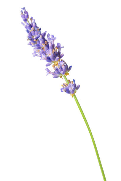 紫色的薰衣草花，白色背景的紫罗兰色图片下载