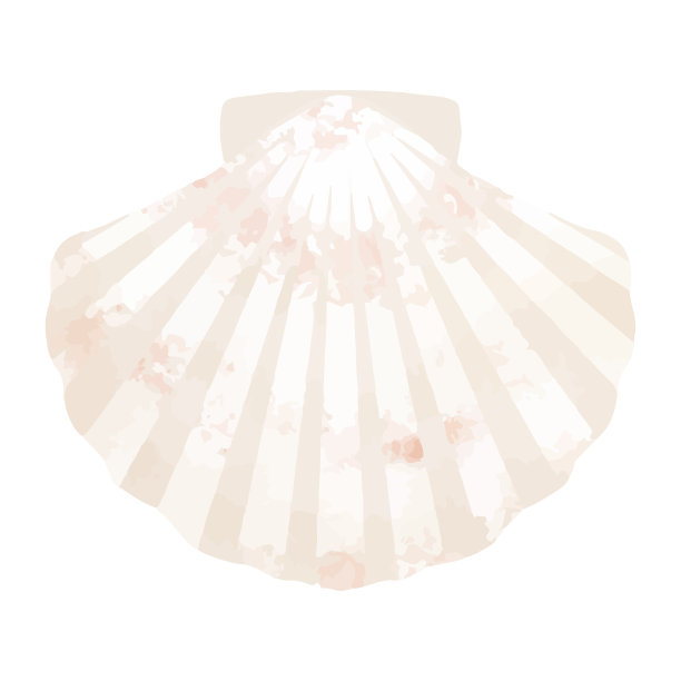 扇贝在白色背景上的矢量图图片下载