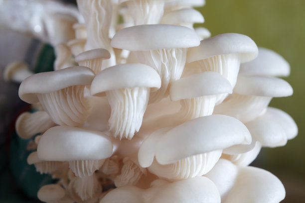 白蘑菇背景图片下载